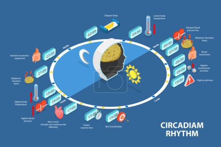 Illustration for 3D Isometric Flat Vector Conceptual Illustration of Circadiam Rhythm, Natural Cycle for Healthy Sleep and Routine - Royalty Free Image