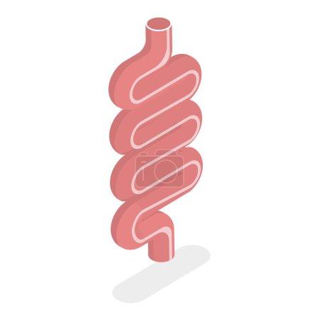 Téléchargez les illustrations : Illustration vectorielle plane isométrique 3D de l'anatomie du système digestif, organes internes humains. Point 4 - en licence libre de droit