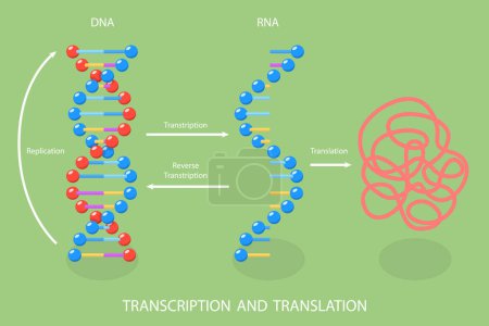 Ilustración de Ilustración plana isométrica 3D del vector de la transcripción y de la traducción, síntesis dirigida DNA del ARN - Imagen libre de derechos
