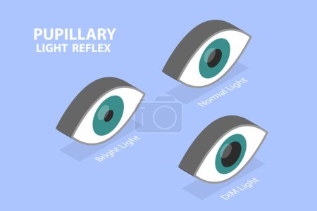 Illustration for 3D Isometric Flat Vector Illustration of Pupillary Light Reflex, PLR, Three Different Variations - Royalty Free Image