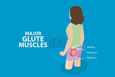 Illustration for 3D Isometric Flat Vector Illustration of Major Glute Muscles , Anatomical Structure - Royalty Free Image