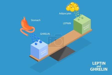 Illustration for 3D Isometric Flat Vector Illustration of Leptin And Ghrelin, Human Endocrine System - Royalty Free Image