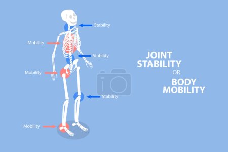 Illustration for 3D Isometric Flat Vector Illustration of Joint Stability Or Body Mobility , Human Skeleton Movement and Position - Royalty Free Image