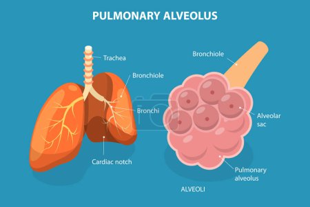 Illustration for 3D Isometric Flat Vector Illustration of Pulmonary Alveolus, Gas Exchange in Lungs - Royalty Free Image