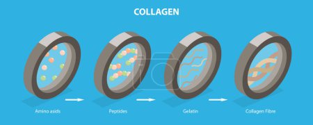 Illustration for 3D Isometric Flat Vector Illustration of Collagen, Amino Acids Formation - Royalty Free Image