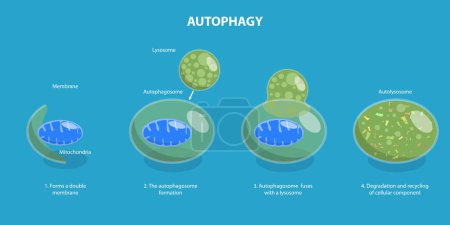 Illustration for 3D Isometric Flat Vector Illustration of Autophagy, Diagram of the Process - Royalty Free Image