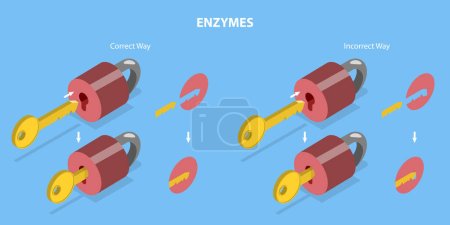 Ilustración de Ilustración plana isométrica 3D del vector de las enzimas, ciclo catalítico - Imagen libre de derechos