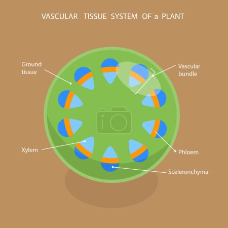 Téléchargez les illustrations : Illustration vectorielle plane isométrique 3D du système de tissus vasculaires d'une plante, diagramme éducatif - en licence libre de droit