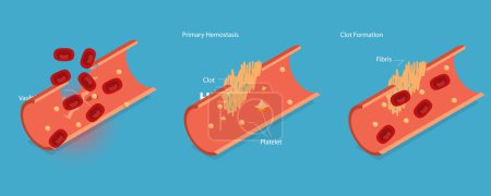Téléchargez les illustrations : Illustration vectorielle plane isométrique 3D de l'hémostase, processus de guérison des plaies - en licence libre de droit