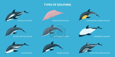 Téléchargez les illustrations : Ensemble vectoriel plat isométrique 3D de types de dauphins, classification éducative - en licence libre de droit