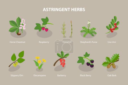 Téléchargez les illustrations : Ensemble vectoriel plat isométrique 3D d'herbes astringentes, remède naturel à base de plantes - en licence libre de droit