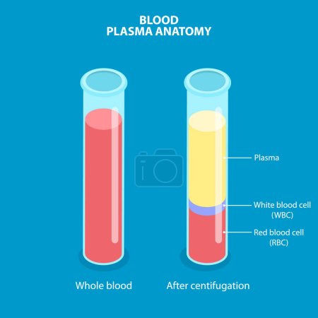 Illustration for 3D Isometric Flat Vector Illustration of Blood Plasma Anatomy, Labeled Anatomical Scheme - Royalty Free Image