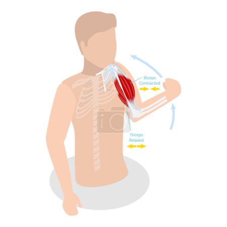Téléchargez les illustrations : Illustration vectorielle plane isométrique 3D de l'anatomie anatomique du bras contraint et détendu, des biceps et des triceps. Point 1 - en licence libre de droit