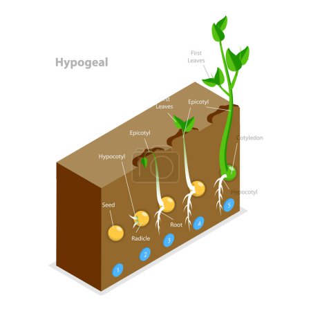 Illustration for 3D Isometric Flat Vector Illustration of Seed Germination, Growing Plant. Item 2 - Royalty Free Image