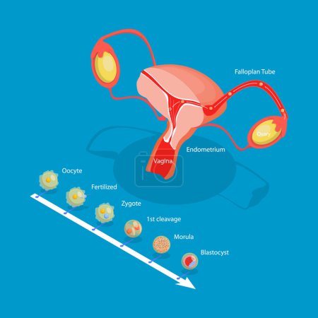 Illustration for 3D Isometric Flat Vector Illustration of Ovulation, Fertilization Implantation, Embryo Development - Royalty Free Image