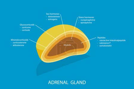 Illustration for 3D Isometric Flat Vector Illustration of Adrenal Gland, Endocrine System - Royalty Free Image