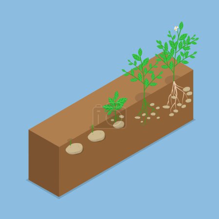 Ilustración de Ilustración plana isométrica 3D del ciclo de reproducción de las patatas, los tubos se desarrollan a partir de Stolon, tallos o raíces - Imagen libre de derechos