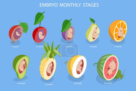 Ilustración de Ilustración plana isométrica 3D del vector de las etapas mensuales del crecimiento del embrión, desarrollo del feto humano - Imagen libre de derechos