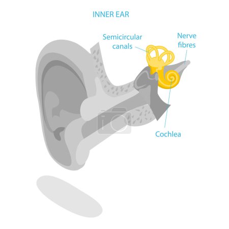 Illustration for 3D Isometric Flat Vector Illustration of Human Ear Anatomy, Labeled Medical Scheme. Item 1 - Royalty Free Image
