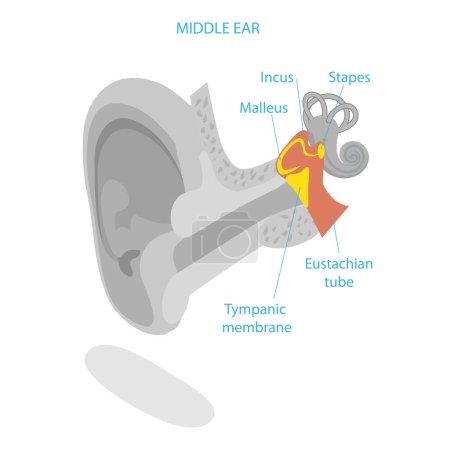 Ilustración de Ilustración plana isométrica 3D de la anatomía del oído humano, esquema médico etiquetado. Partida 2 - Imagen libre de derechos