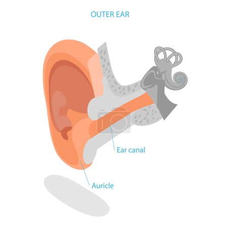 Téléchargez les illustrations : Illustration vectorielle plane isométrique 3D de l'anatomie de l'oreille humaine, système médical étiqueté. Point 3 - en licence libre de droit