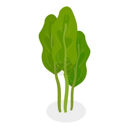 Ensemble vectoriel plat 3D isométrique de légumes verts à salade, légumes feuillus. Point 3