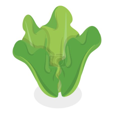 Ensemble vectoriel plat 3D isométrique de légumes verts à salade, légumes feuillus. Point 5