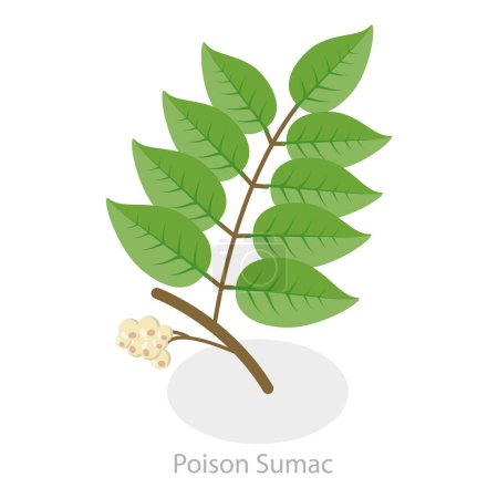 3D Isometric Flat Vector Illustration of Poison Ivy, Allergy to Poison Plants. Item 1