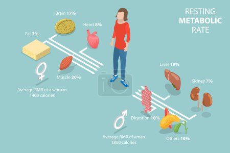 3D Isometric Flat Vector Illustration of Resting Metabolic Rate , Calories Consumption for Everyday Performances