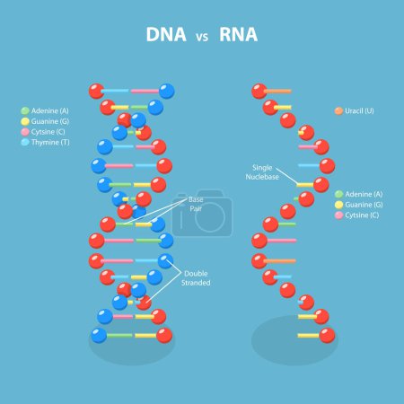 Ilustración de Ilustración plana isométrica 3D del ARN de DNA Vs, del ácido desoxirribonucleico y del ácido ribonucleico - Imagen libre de derechos