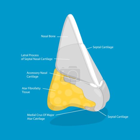 Ilustración plana isométrica 3D de la anatomía nasal, diagrama del contorno de la anatomía