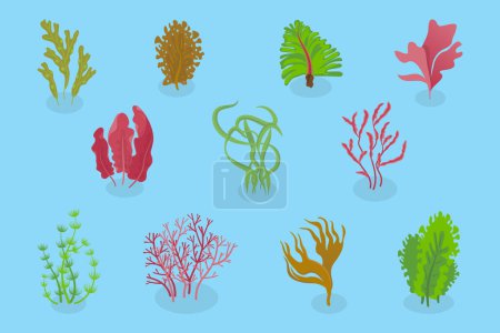 3D Isometric Flat Vector Set von Meeresalgen, Marine Algen Collection. Eine Reihe von verschiedenen Arten von Algen, die aus dem Ozean gesammelt werden, perfekt, um die Schönheit der Unterwasserflora zu präsentieren.