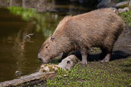 Foto de Capybara, Hydrochoerus hydrochaeris, fotografiado en varias posiciones y actitudes, cerca de un estanque al sol en un parque de vida silvestre - Imagen libre de derechos