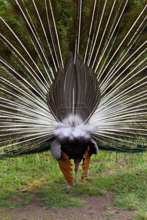 Téléchargez les photos : Chouette royale ou chouette royale, nom scientifique Pavo cristatus Linnaeus, immortalisée en captivité dans un parc animalier - en image libre de droit