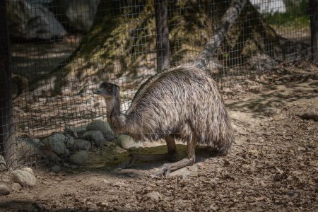 Téléchargez les photos : Cette photo montre un émeu qui vit dans un parc animalier. L'émeu est un grand oiseau sans vol originaire d'Australie. C'est le plus grand oiseau d'Australie et le deuxième plus grand oiseau au monde, après son parent ratite, l'autruche. Ses sciences - en image libre de droit