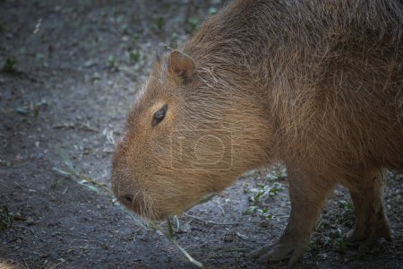 Foto de Capybara, Hydrochoerus hydrochaeris, fotografiado en varias posiciones y actitudes, cerca de un estanque al sol en un parque de vida silvestre - Imagen libre de derechos