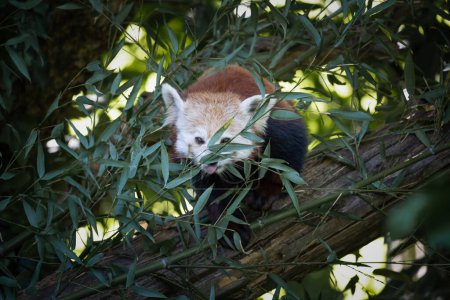 Foto de Fotografía de un panda rojo, Ailurus fulgens, comiendo eucalipto en una rama, tomada en cautiverio en un parque de vida silvestre - Imagen libre de derechos