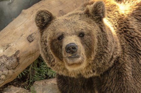 Téléchargez les photos : Ours brun au premier plan dans les bois - en image libre de droit