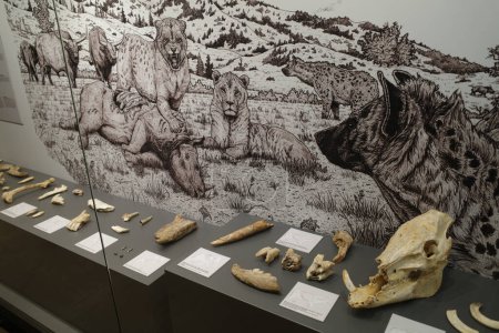 Foto de Santander, España - 29 oct 2022: Antiguos huesos expuestos en el Museo de Prehistoria y Arqueología de Cantabria - Imagen libre de derechos
