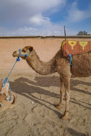Photo for Marrakech, Morocco - 22 Feb, 2023: Dromedary camels ready to carry tourists on rides into the Agafay desert - Royalty Free Image