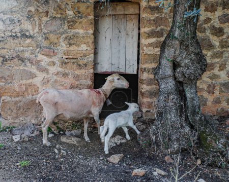 Foto de Mallorca, España - 12 junio, 2023: Cabra madre con niño en la Serra de Tramuntana, Mallorca - Imagen libre de derechos