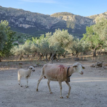 Téléchargez les photos : Majorque, Espagne - 12 Juin, 2023 : Mère de chèvre avec enfant dans la Serra de Tramuntana, Majorque - en image libre de droit