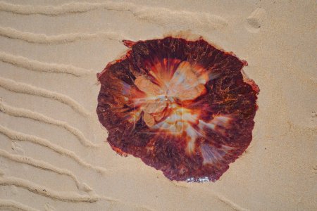 Photo for Low Newton, UK - 13 July, 2023: A Lions Mane jellyfish stranded on a beach in Northumberland, England - Royalty Free Image