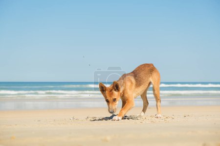 Foto de Dingo perro excavando en la arena en la playa en la isla Fraser, Australia - Imagen libre de derechos