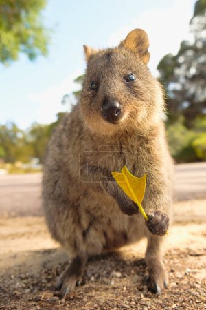 Porträt eines niedlichen, glücklichen Quokka, der ein Blatt hält und isst, Rottnest Island Australia