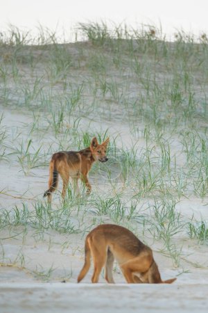 Foto de Dos perros dingo salvajes jugando en la playa, cavando agujeros y mirando a la cámara en la isla Fraser, Australia - Imagen libre de derechos