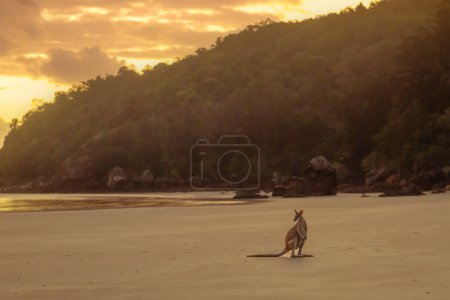 Photo for Small baby kangaroo, wallaby on the australian beach during sunrise - Royalty Free Image