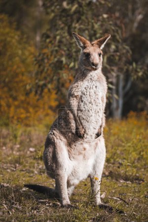 Foto de Un primer plano de un canguro adulto de pie en el bosque en los pies traseros, mirando en cámara - Imagen libre de derechos