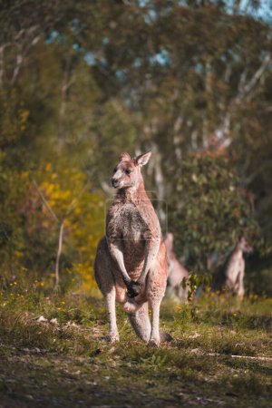 Téléchargez les photos : Un gros plan d'un kangourou adulte debout dans la forêt sauvage sur ses pattes arrière - en image libre de droit