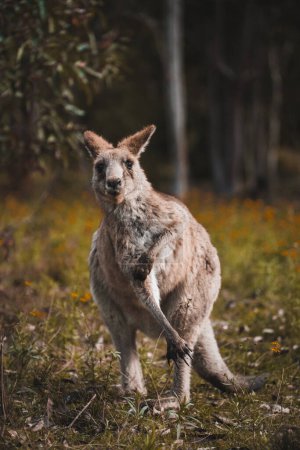 Téléchargez les photos : Kangourou australien adulte dans la nature, pose drôle se gratter la main, la patte et regarder dans la caméra - en image libre de droit